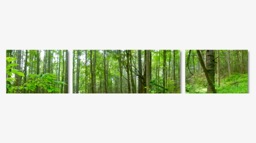 Forrest Png, Transparent Png, Transparent PNG