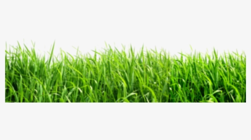 Green Background Png , Png Download - Grass Png, Transparent Png, Transparent PNG