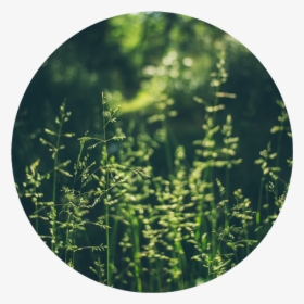#pasto - Circle, HD Png Download, Transparent PNG
