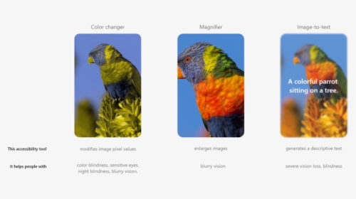 Comparison - Macaw, HD Png Download, Transparent PNG
