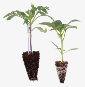 Vegetable Seedling Png, Transparent Png, Transparent PNG