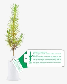 Seedling In Bag With Tag - Christmas Tree, HD Png Download, Transparent PNG