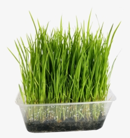 Wheatgrass, HD Png Download, Transparent PNG