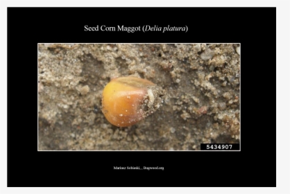 Seedcornmaggot Larva - Animal, HD Png Download, Transparent PNG