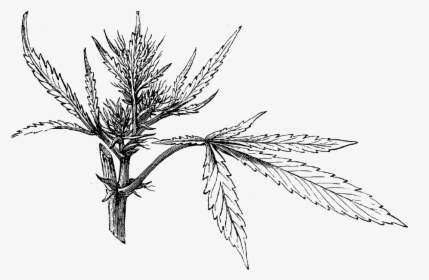 Cannabis Seedling Illo - Cannabis Sativa, HD Png Download, Transparent PNG