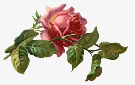 Vintage, Rose, Rose Bloom, Leaves, Old, Sticker - Rosa Vintage Png, Transparent Png, Transparent PNG