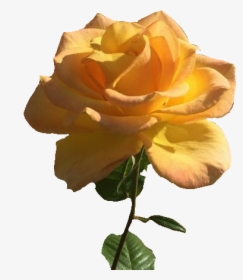 #rose #flower #png #vintage #yellowrose #yellowflower - Aesthetic Yellow Flower Transparent, Png Download, Transparent PNG