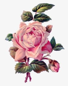Vintage Roses Png - Vintage Pink Rose Drawing, Transparent Png, Transparent PNG