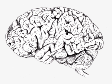Brain Png Drawing - Brain Png, Transparent Png, Transparent PNG