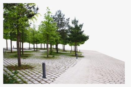 #background #park #walkway #trees #sidewalk #walk #freetoedit - Trees Png Background Side, Transparent Png, Transparent PNG
