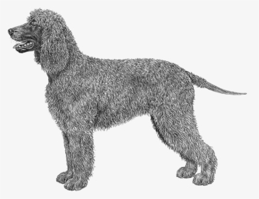 Irish Water Spaniel Outline, HD Png Download, Transparent PNG