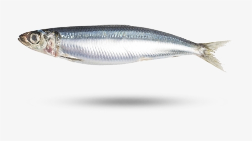 Sardine Png - 沒 刺 的 魚, Transparent Png, Transparent PNG