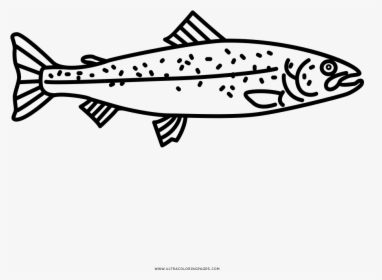 Salmon Coloring Page , Png Download - Trout, Transparent Png, Transparent PNG