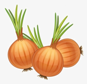 Transparent Onion Png - Cartoon Picture Of Onions, Png Download, Transparent PNG