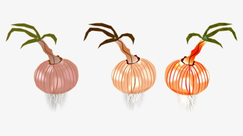 Onion, Onions, Nature, Eat, Gastronomy, Italian Cuisine - Illustration, HD Png Download, Transparent PNG