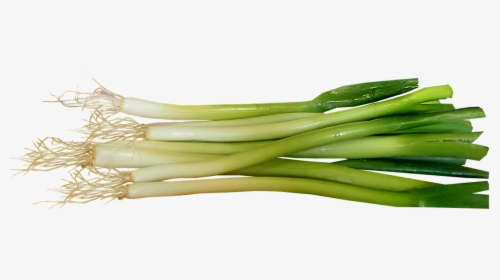Transparent Onions Png - Spring Onions Png, Png Download, Transparent PNG