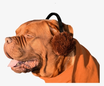Dog, Ear Muffs, Fun, Cute, Pet, Animal, Domesticated - Ear Mite N Dogs, HD Png Download, Transparent PNG