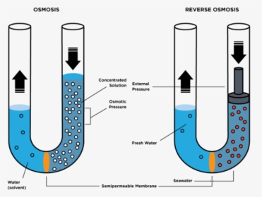 Reverse Osmosis - Osmotic Pressure Osmosis คือ, HD Png Download, Transparent PNG