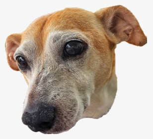 Cur,rare Breed ,potcake Dog,fawn,companion Dog,ear - Dog Head Png, Transparent Png, Transparent PNG