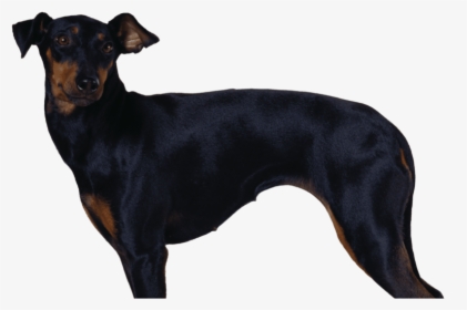 Manchester Terrier, HD Png Download, Transparent PNG