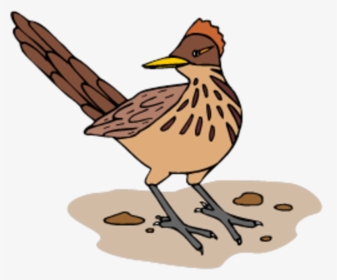 Interesting Facts About Roadrunners, HD Png Download, Transparent PNG