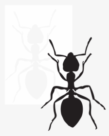 Lte Clip Art Download - Clipart Ants, HD Png Download, Transparent PNG