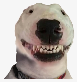 Doge Head Png Images Transparent Doge Head Image Download Pngitem - transparent doge head t shirt roblox