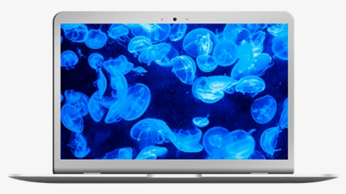 Repair Macbook Air 13 Inch - ภาพ พื้น หลัง แมงกะพรุน, HD Png Download, Transparent PNG