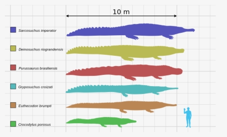 Saltwater Crocodile Size Chart, HD Png Download, Transparent PNG