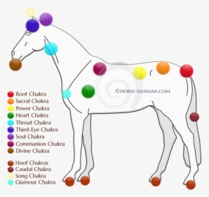 Chakras On A Horse, HD Png Download, Transparent PNG