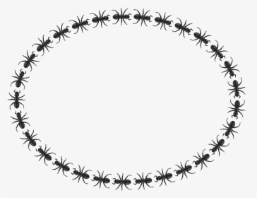 Ant Border Oval - Icon Border Circle Png, Transparent Png, Transparent PNG