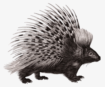 Crested Porcupine Rodent Zoological Lectures Delivered - Porcupine Illustration, HD Png Download, Transparent PNG