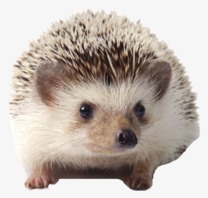 Pet White Bellied Hedgehog, HD Png Download, Transparent PNG