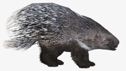 Porcupineeuropean Hendrix - Zoo Tycoon 2 Porcupine, HD Png Download, Transparent PNG