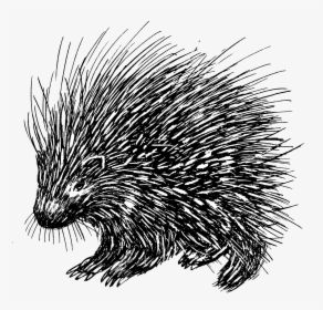 Porcupine 1 - Porcupine Line Drawing, HD Png Download, Transparent PNG