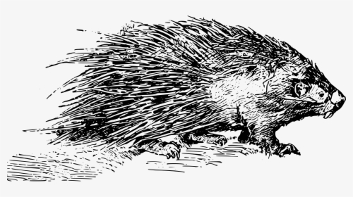 Animal, Mammal, Porcupine, Quill, Rodent, Spine - Porcupine Black And White, HD Png Download, Transparent PNG