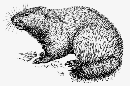 Groundhog Black And White Clipart, HD Png Download, Transparent PNG