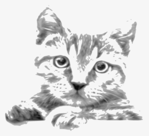 Kitten Whiskers Tabby Cat Siamese Cat Javanese Cat - Cat Drawings In Pencil, HD Png Download, Transparent PNG