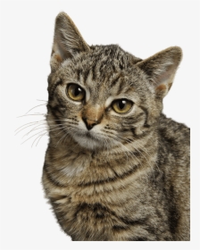 Pexels Cat, HD Png Download, Transparent PNG