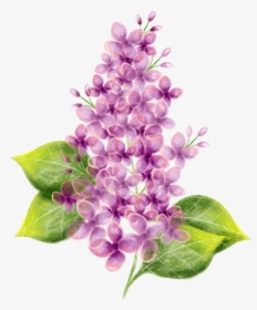 Lilac Flower Watercolor Painting - Flower Png, Transparent Png, Transparent PNG