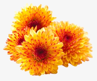 Chrysanthemum Png Photos - Mums Png, Transparent Png, Transparent PNG