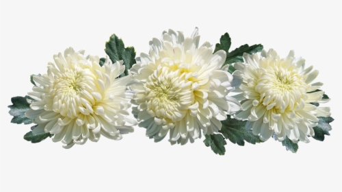 Chrysanthemum, Flowers, Arrangement, Decoration - Chrysanthème Png, Transparent Png, Transparent PNG