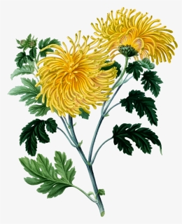 Chrysanthemum - Chrysanthemum Clipart, HD Png Download, Transparent PNG