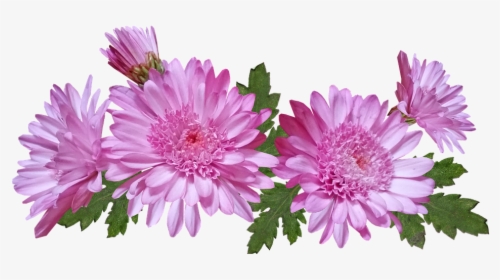 Chrysanthemum, Flowers, Pink, Nature, Garden Plant - Хризантемы Пнг, HD Png Download, Transparent PNG
