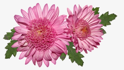 Flower, Chrysanthemum, Pink, Bloom, Flora - Хризантема Пнг, HD Png Download, Transparent PNG