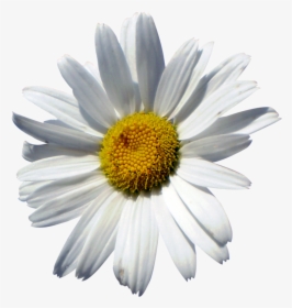 Common Daisy Oxeye Daisy Marguerite Daisy Chrysanthemum - Chamomile, HD Png Download, Transparent PNG