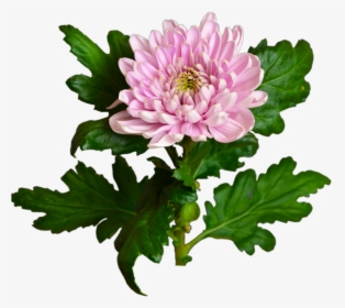 Pink Chrysanthemum Flower Shop Studio Flores - Chrysanthemum Transparent, HD Png Download, Transparent PNG