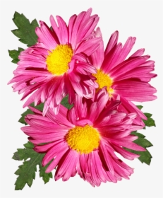 Chrysanthemum, Pink, Flower, Garden, Plant - Barberton Daisy, HD Png Download, Transparent PNG