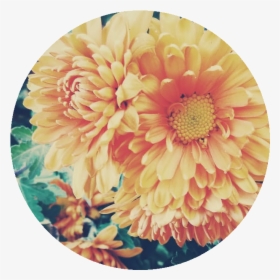 Cosmos Are Bright Delicate, Colorful Flowers - Chrysanthemum, HD Png Download, Transparent PNG
