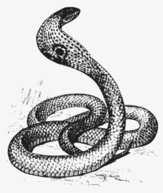 Reptile,serpent,cobra - Black & White Cobra, HD Png Download, Transparent PNG